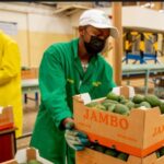 Kakuzi To Offer Free Avocado Maturity Testing As Harvesting Season Opens