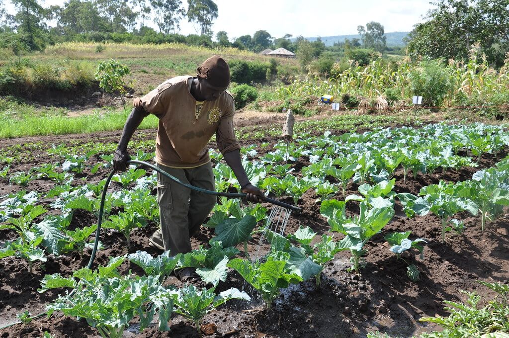 A farmer in his farm