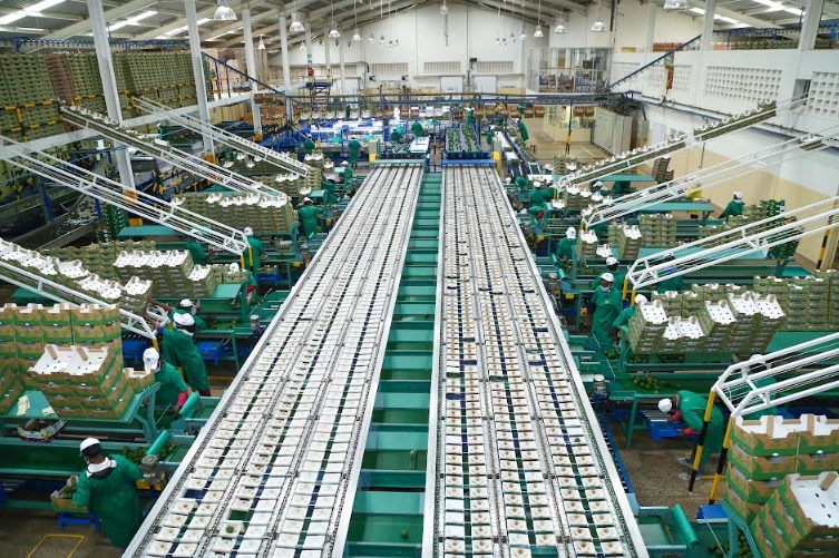 Kakuzi PLC
