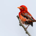 Red Weaver Bird Rediscovered in Boni Forest