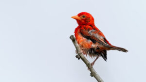 Red Weaver Bird 2026 Photo By SIMON ODHIAMBO